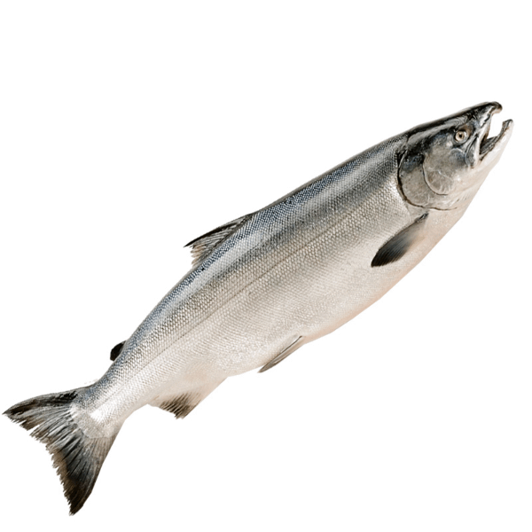 OCEAN FISH Охлаждённая и замороженная рыба Կիժուչ գլխով մաքրած