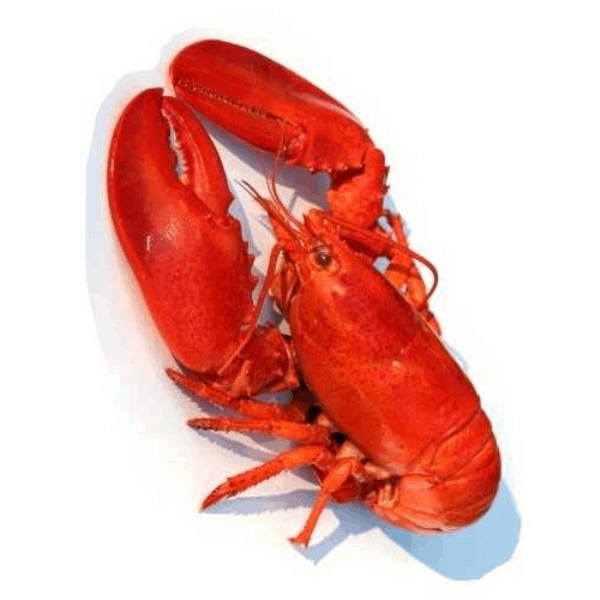 OCEAN FISH криветки Լոբստեռ