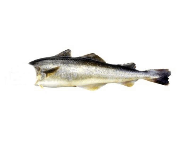 OCEAN FISH Охлаждённая и замороженная рыба Նավագա