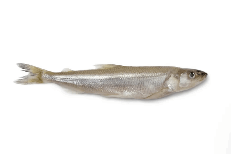 Охлаждённая и замороженная рыба Կորյուշկա /корюшка зубатка/ K 89