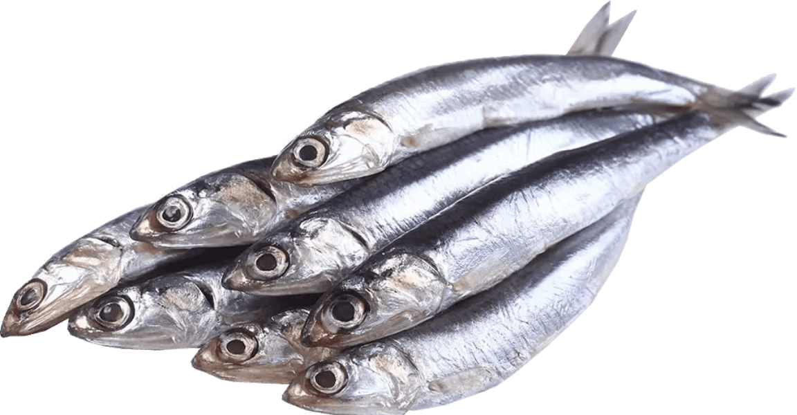 Chilled and frozen fish Խամսա սառեցված