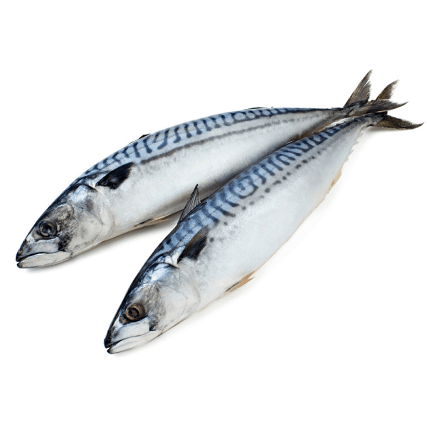 Chilled and frozen fish Սկումբրիա սառեցված գլխով 400-600