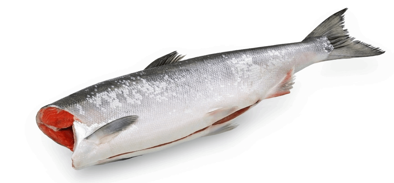 OCEAN FISH Chilled and frozen fish Ներկա սառեցված