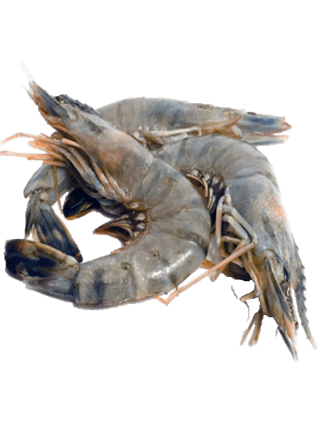 Sea food Ծովախեցգետին առանց գլխի 26/30 1,8կգ բլոկ Հնդկաստան  1266