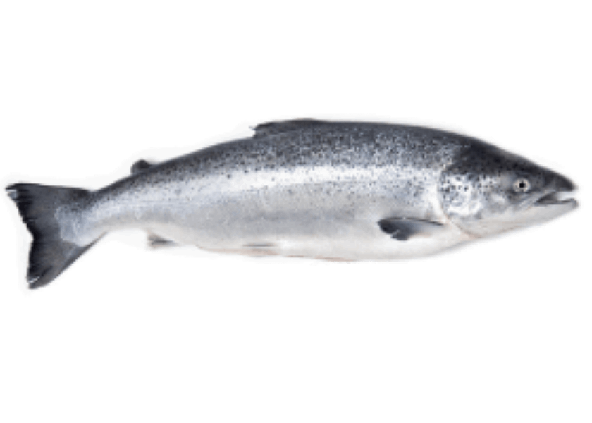 Охлаждённая и замороженная рыба Սաղմոն սառեցված ԿԳ