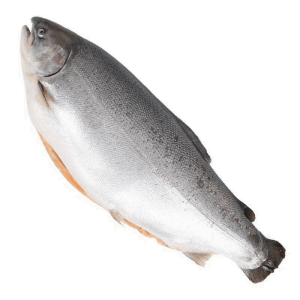 OCEAN FISH Охлаждённая и замороженная рыба Ֆարել սառեցված Նորվեգական 5-6կգ