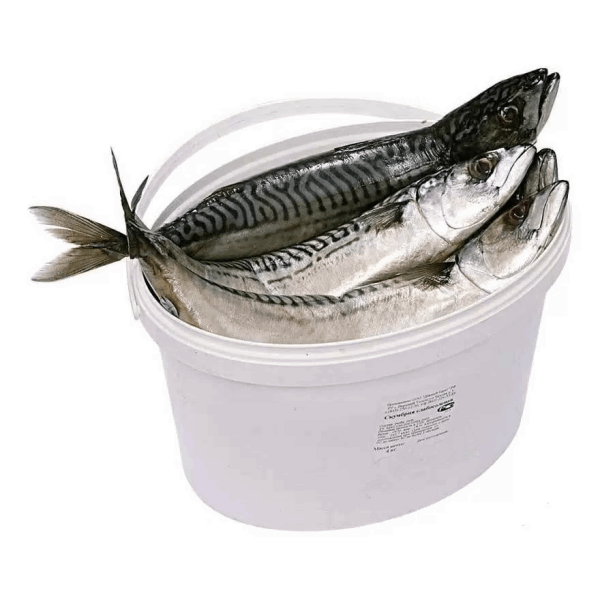 Chilled and frozen fish Սկումբրիա մարինացված