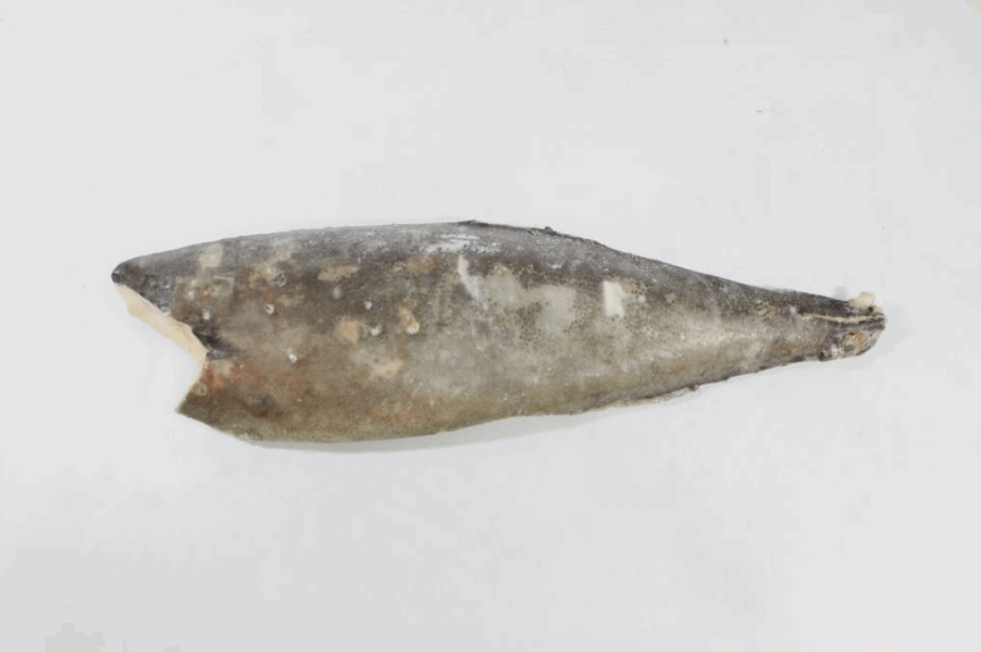 Охлаждённая и замороженная рыба Յուղաձուկ սառեցված