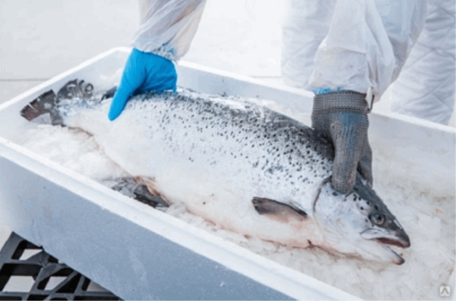 Охлаждённая и замороженная рыба Թարմ Սաղմոն պաղեցված 5-6 կգ.