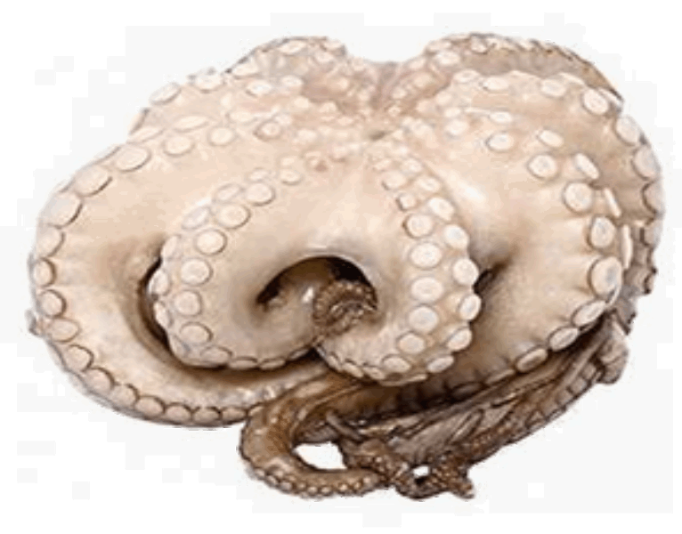 Морские животные Ծովախեցգետին մաքրած պոչով  կգ26/30  0128