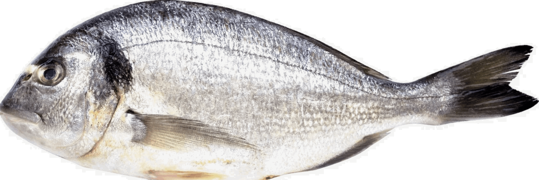 Frozen seafood Ծովախեցգետին սև վագրային առանց գլխի 13/15 1կգ 0326