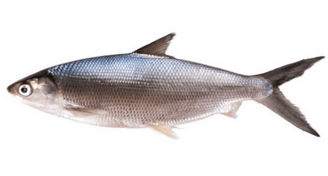 OCEAN FISH Chilled and frozen fish Ձուկ Կաթնային Գլխով 800+ կգ