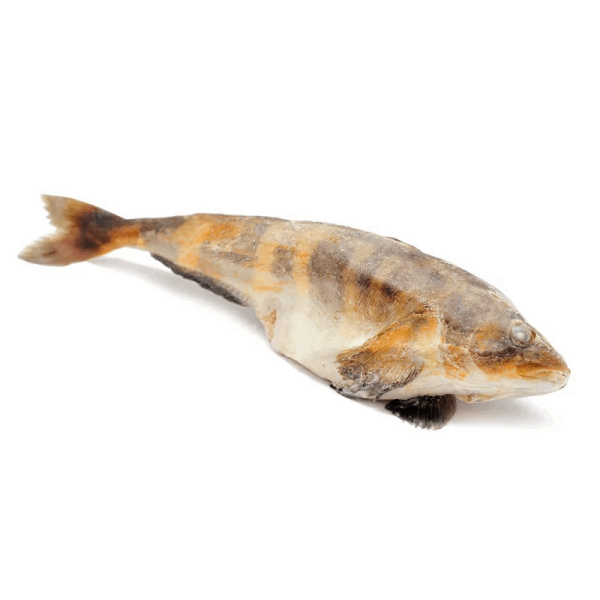 OCEAN FISH Սառեցվծ և թարմ ձկներ Ձուկ Տեռպուգա գլուխով  կգ