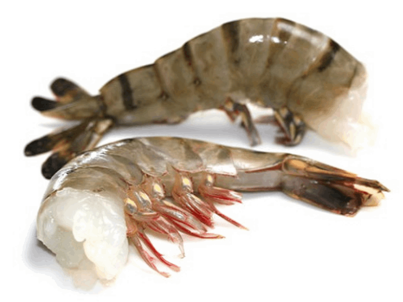 OCEAN FISH shrimp Ծովախեցգետին սև վագրային առանց գլխի 16/20 կգ 0024