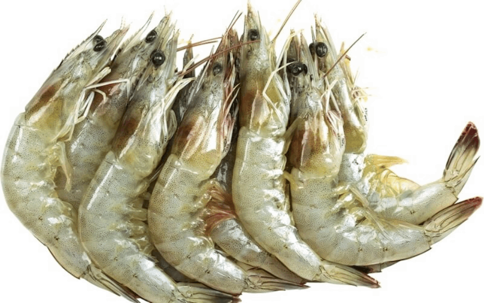 OCEAN FISH криветки Ծովախեցգետին  վանամեյ գլխով 20/30 կգ