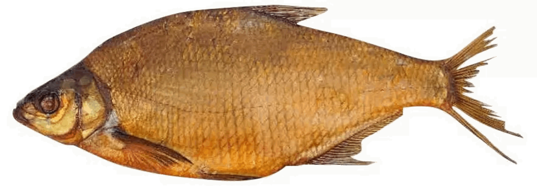 OCEAN FISH Маринованные и копчёные рыбы Լեշ /Лещ մեծ սառը ապխտած