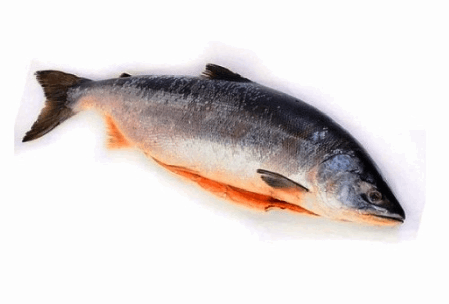 OCEAN FISH Chilled and frozen fish Ձուկ ՆԵՌԿԱ գլխով մաքրած