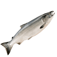 Սառեցվծ և թարմ ձկներ OCEAN FISH Կիժուչ գլխով մաքրած