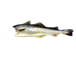 Սառեցվծ և թարմ ձկներ OCEAN FISH Նավագա