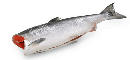 Սառեցվծ և թարմ ձկներ OCEAN FISH Ներկա սառեցված