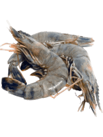 Սառեցված ծովամթերք - Ծովախեցգետին առանց գլխի 26/30  1,8կգ բլոկ Հնդկաստան   1266