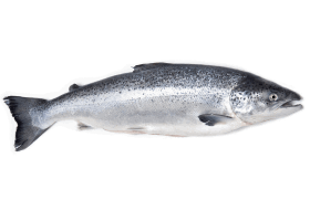 Սառեցվծ և թարմ ձկներ - Սաղմոն սառեցված  ԿԳ