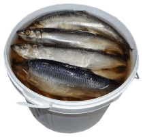 Սառեցված ծովամթերք - Ծովատառեխ մարինացված /սելդ/