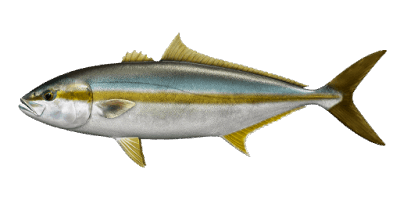 Սառեցվծ և թարմ ձկներ - Լակեդռա դեղնապոչ  700-1300գր K 16 /պաղեցված