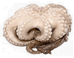 Ծովային կենդանիներ - Ծովախեցգետին մաքրած պոչով   կգ26/30   0128