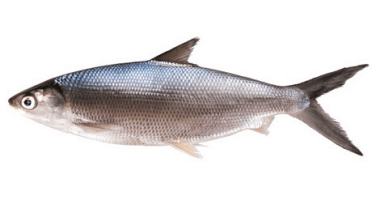 Սառեցվծ և թարմ ձկներ OCEAN FISH Ձուկ Կաթնային Գլխով 800+  կգ