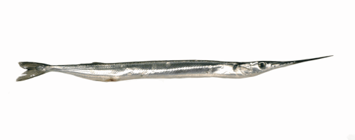 Սառեցվծ և թարմ ձկներ OCEAN FISH Ձուկ Ասեղ  << Игла>>  200/400 գ